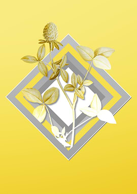 Yellow Pink Clover Flower