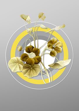 Gray Monks Cress Flower