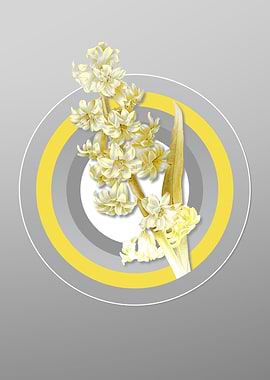 Gray and Yellow Hyacinth