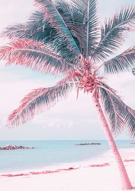 palm tree beach