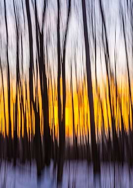 Memory of a snowy forest