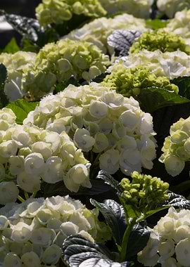 hydrangea in bloom