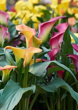yellow calla lily