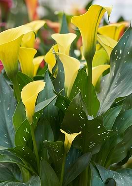 yellow calla lily