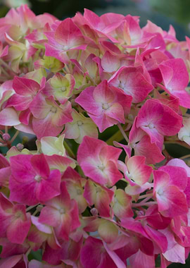 hydrangea in bloom