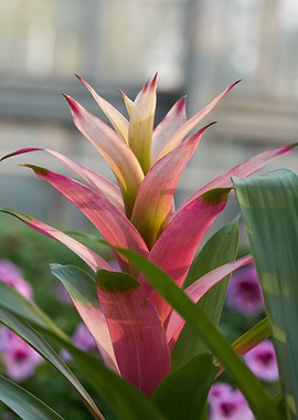 vriesea carinata flower