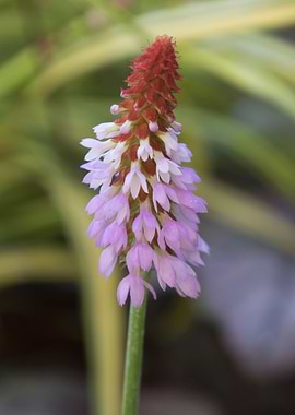 flower in spring season