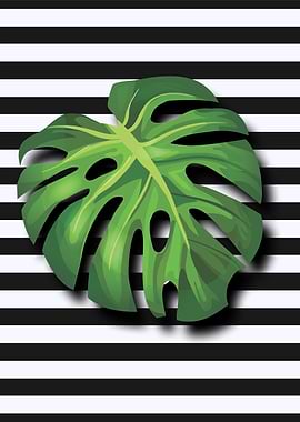 Monstera Deliciousa