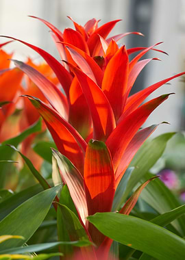 vriesea carinata flower