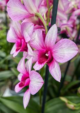 orchid in bloom