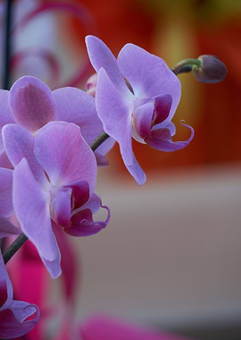 beautiful orchid