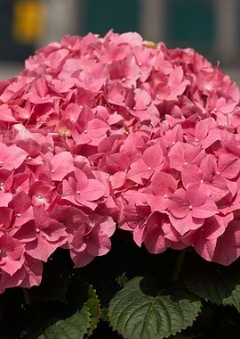 hydrangea in bloom