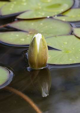 white waterlily on water