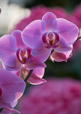 beautiful orchid