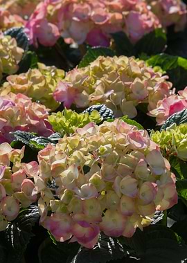 hydrangea in bloom