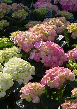 hydrangea in bloom