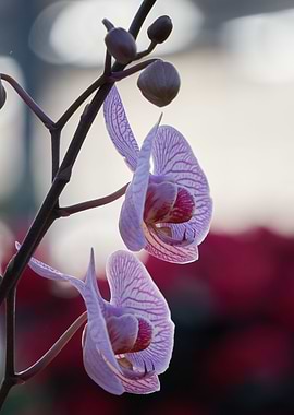 beautiful orchid