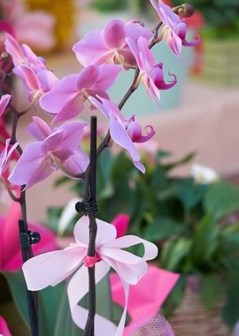 beautiful orchid