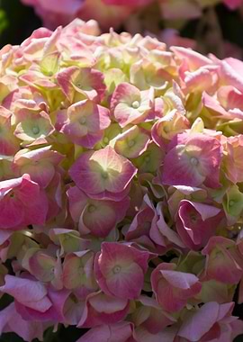 hydrangea in bloom