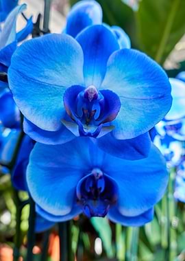 scenic blue orchid