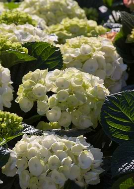 hydrangea in bloom