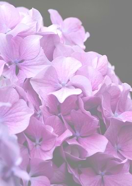 hydrangea in bloom