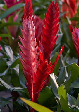 vriesea carinata flower