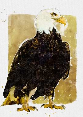 Majestic Bald Eagle