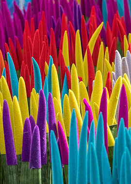 colorful sansevieria