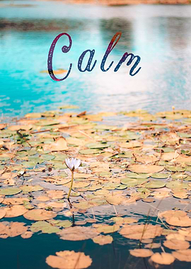 Calm water lily