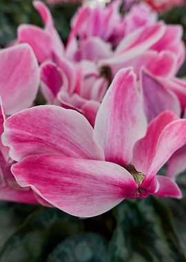 pink cyclamen in bloom