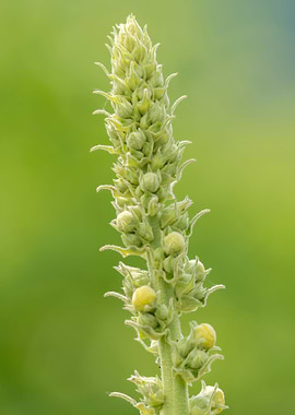 wildflower in summer