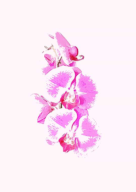 orchid flower
