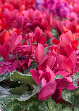 pink cyclamen in bloom