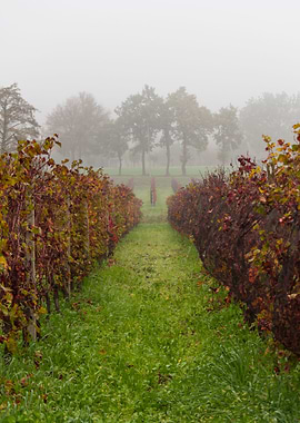 vineyard in the fog