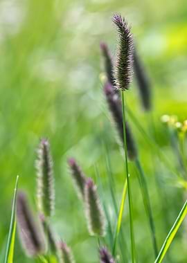 wildflower in summer