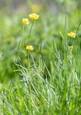 wildflower in summer