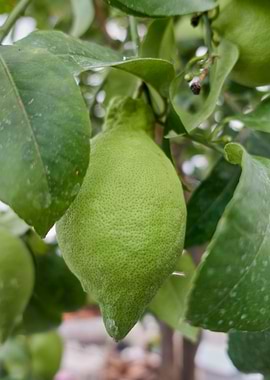 lemon on tree