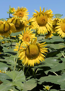 sunflower in summer