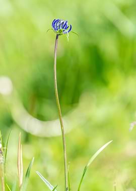 wildflower in summer