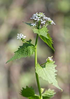 wildflower in summer