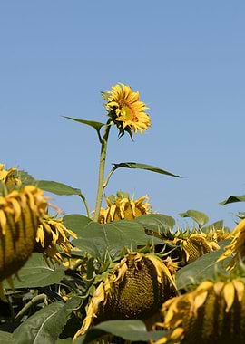 sunflower in summer