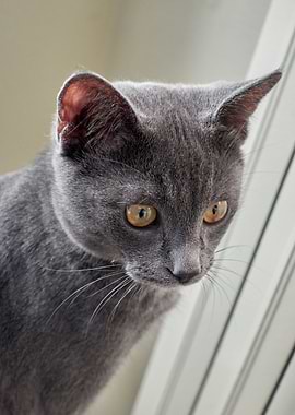 cute cat in the backyard