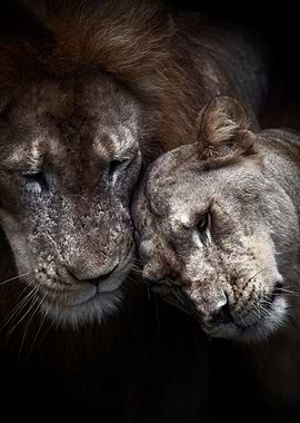 lions black Love poster