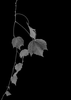 branch of autumnal tree