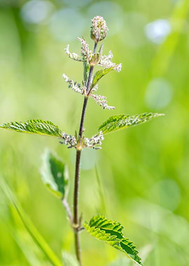 wildflower in summer
