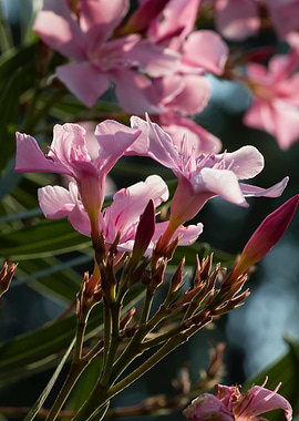 pink oleander