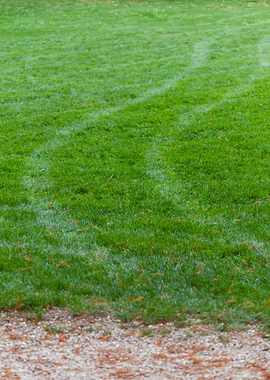 wake in green meadow