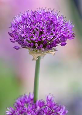 allium in bloom