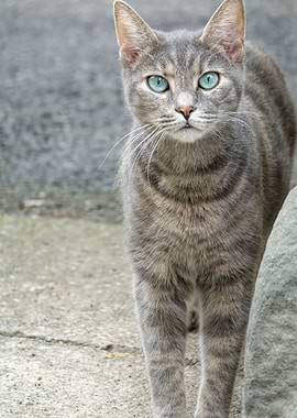 cute cat in the backyard